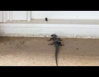 Black white stripes lizard eats the moth