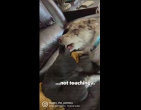 Cat and dog fight and bicker 