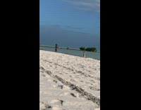 Woman green bikini zigzag walk beach seagull