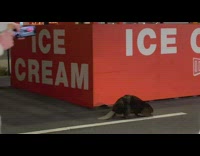 Beaver walks near ice cream sign 