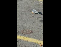Pigeon on street eating and picking at chicken wing bone 