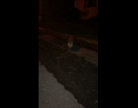 Ferret walking on the floor wandering 
