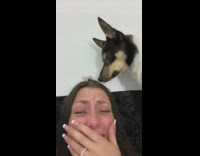 Angry dog stares at hair claw clip