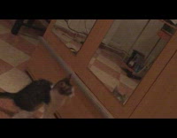 Kitten cat stands hind legs touches mirror