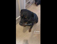 Lady Scolds Pup which Pooped on Another Pups Head