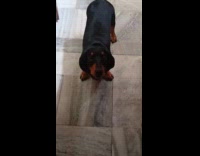 Collab Clips_MPUGC2 - Dachshund dog stares at owner and run