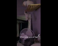 Collab BitchMP - Small white cat climbs fan onto yellow shelf