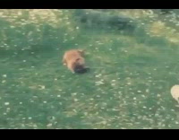 Small brown dog runs trips falls fail 