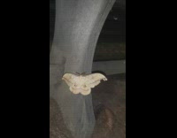 Giant moth wings spread under bench stand