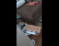 Cat playing with hello kitty paper bag on floor