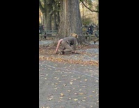 Rat costume guy helps with proposal pt. 2 
