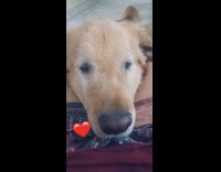 Guy squishes golden retriever dogs face 