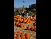 Man holds pumpkin for photo at farm
