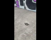 Lost turtle crawl on the street graffiti