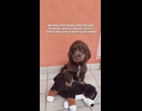 Brown puppy humps dog stuffed animal 