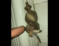 Two brown slugs hang intertwined mate flash