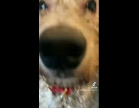 Muddy dog changes into sweater and bowtie 