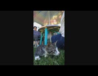 Kitten lay on grass table old woman