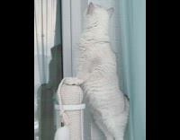 White kitten stands by scratching post 