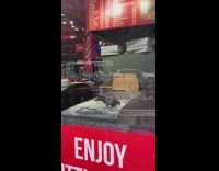 Pigeon bird inside pizza restaurant kitchen flour