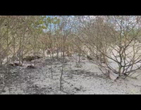 Trees revealed to be small by foot perspective illusion