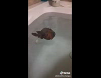 Collab BitchMP - Angler fish in bathtub scary