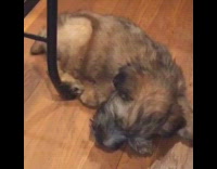 Brown Puppy on Wood Floor Hiccups Next to Black Chair
