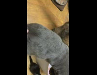 Pet cat grooms and licks fur of another pet cat