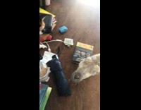 Pet duck bites tail of cat and gets pawned