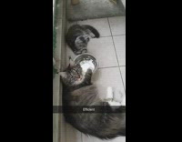 Collab DailyDoseOfInternet - Cat reaches water paws lick to drink music