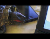 Pet turtle tries to eat and bite the phone