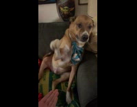 Dog keep misses to shake woman hand