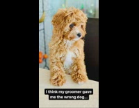 Dog before and after getting groomed