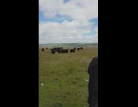 Girl plays saxophone instrument black cows grass 