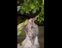 Collab Clips MPUGC - Dog bites off tree branch 