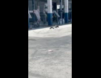 Two birds seagulls fight on the ground