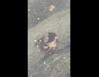 Crab sheds off its old skin underwater