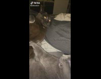 Black Cat Bites Gray Cat on Nape