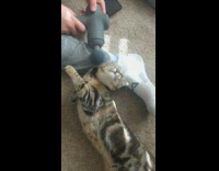 Pet cat massages head with the massage gun