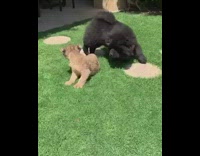 Black chow chow dog meets lion cub 