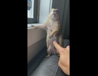 Prairie dog gets poked by finger