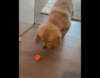 golden retriever puppy dog looks at carrot 
