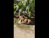 Fat orange white black cat walks outside