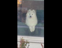 Dog looking out window tries to bite other dog 