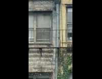 Large lizard crawl outside apartment building windows