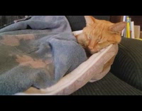 Orange cat sleep on sofa blue blanket