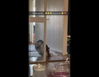 Cat runs into glass wall after playing on backpack