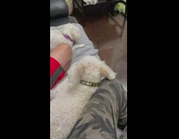 Pet dog hides when DDOI intro video is played