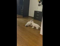 Grey cat with black tail wrestles other cat