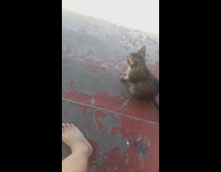 Tabby cat meows and approaches the filmer